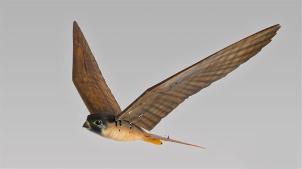 機場鳥類驅逐器3D打印“Robirds”將進軍美國市場