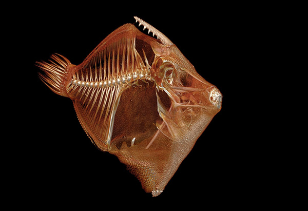 華盛頓大學(xué)教授要3D掃描地球上所有現(xiàn)存魚類